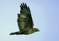 /album/birds-of-prey/gig1-392-jpg/